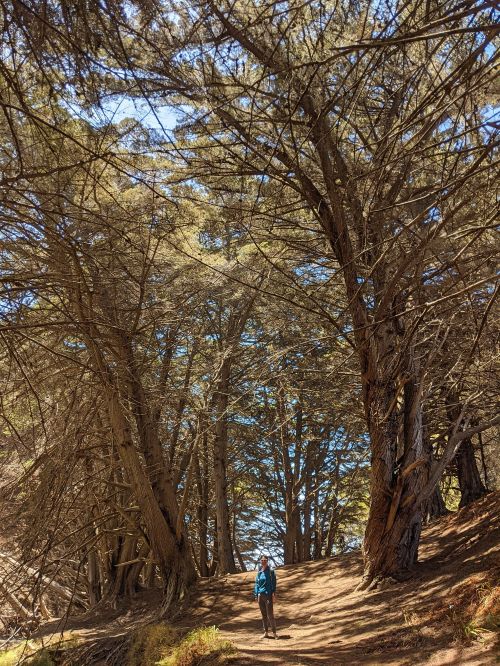 Jackie Szeto, Life Of Doing, stands in between two trees at Pfeiffer Beach