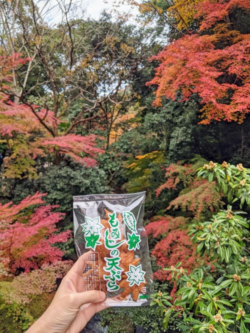 A hand holding a bag of maple leaves (momiji) tempura in front of fall colored leaves at Minoh Park, Japan