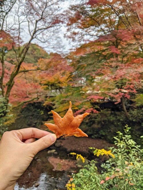 Two fingers holding up a maple leaf (momiji) tempura leave with the fall colored leaves in the background at Minoh Park, Japan