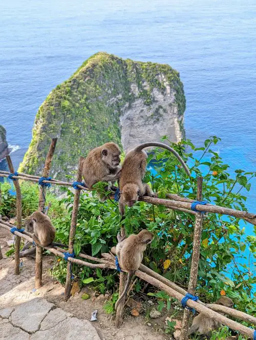Five monkeys crawling on a fence with the ocean in the back at Kelingking Beach, Nusa Penida