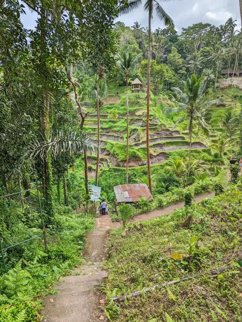 The stairs going down the Tegallalang rice terraces through the official entrance