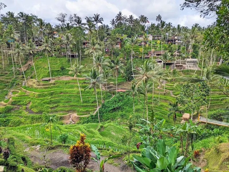 Green rice terraces and coconut trees at Tegallalang rice terraces in Ubud, Bali