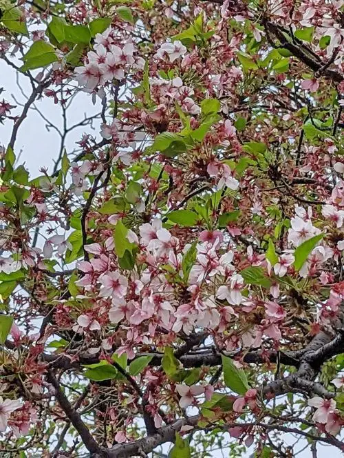 Pink and white cherry blossoms in a tree at Expo 70 Park