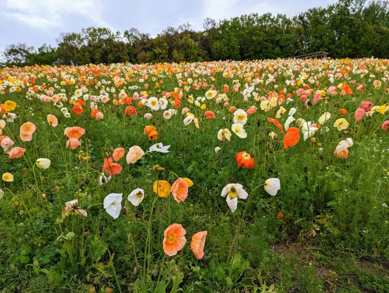 Orange, yellow, and white poppies in full bloom at Expo 70 Commemorative Park's Flower Hill