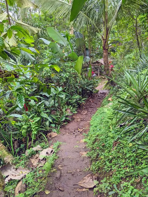A narrow dirt path between green foliage that goes to Bali's Leke Leke Waterfall