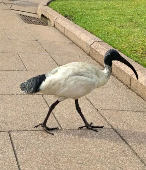 An Australia ibis with a white body and black head, beak, and legs walking in Hyde Park in Sydney