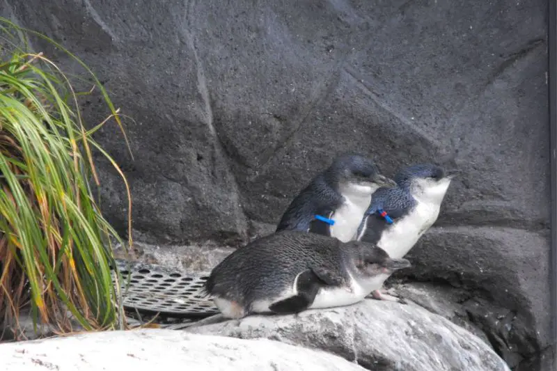 Three black and white small penguins resting on a rock at the International Antarctic Centre in Christchurch, New Zealand