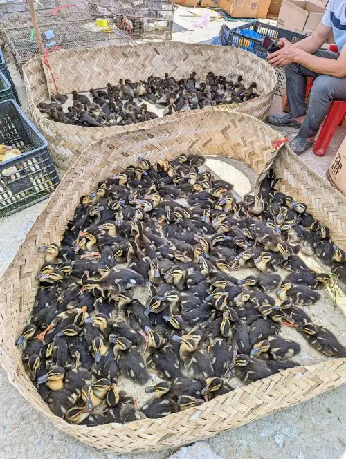 Black and yellow ducks for sale at Bac Ha Market