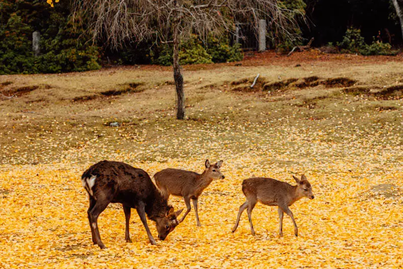 Three deer walking over fallen yellow gingko leaves at Nara Park in Nara, Japan