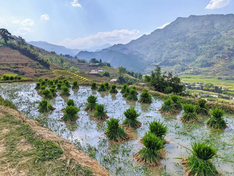 Bundles of rice waiting to be planted on a rice field in Sapa, Vietnam