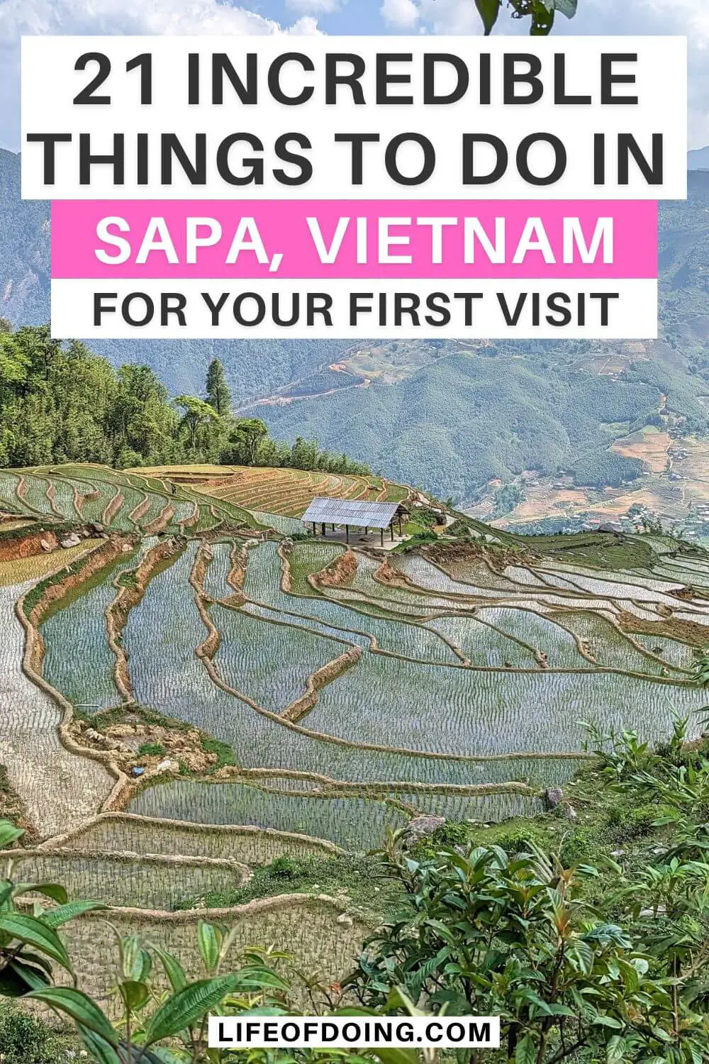 Newly planted rice in rice terraces of Sapa, Vietnam