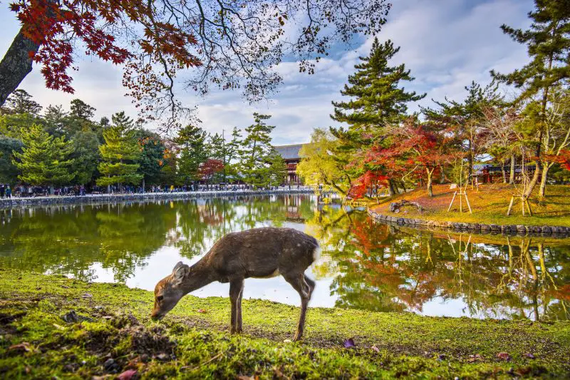 A deer munching on grass in front of a temple during fall season in Nara, Japan