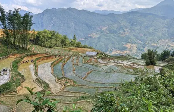 A few people working on planting rice on the rice terraces of Sapa, Vietnam