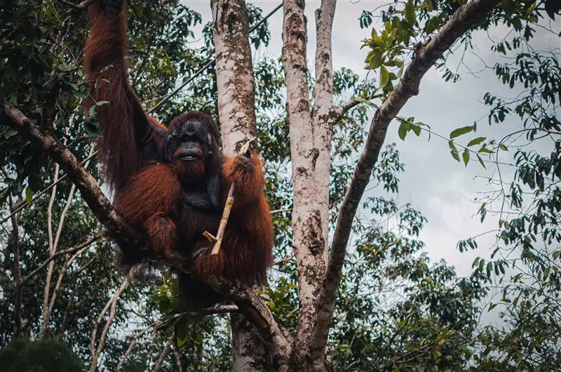 An orangutan sitting on a tree branch in Borneo