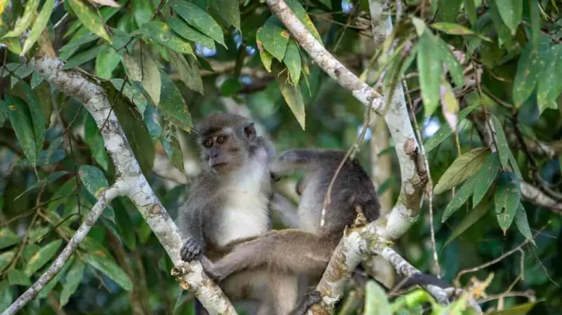 Grey monkeys in a tree on the Kinabatangan River