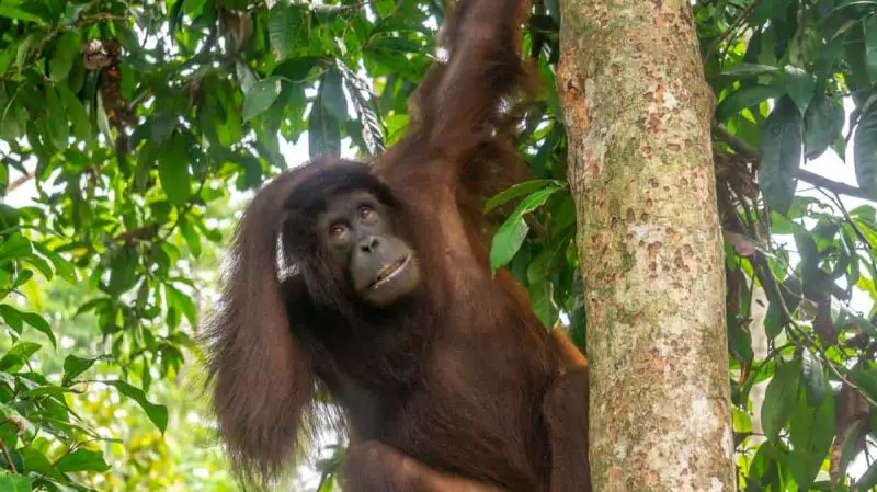 An orangutan hanging on a tree with one arm and the other hand patting its head