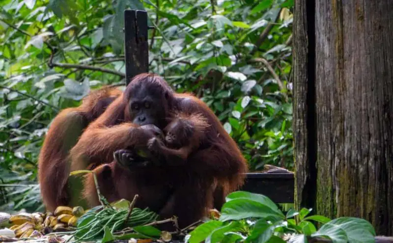 Two adult orangutans with a baby at Sepilok Orangutan Rehabilitation Centre