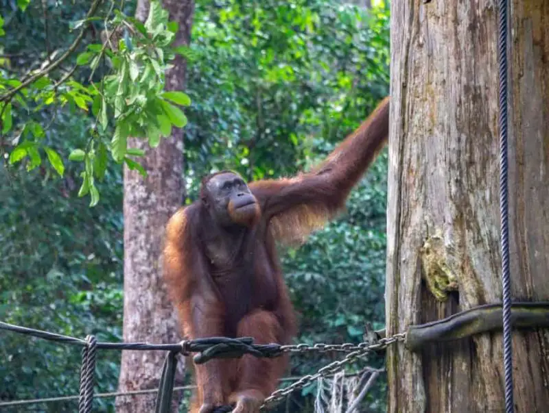 An orangutan standing on a metal chain at Sepilok Orangutan Rehabilitation Centre