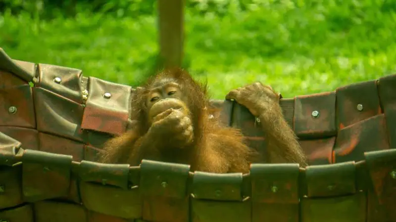 An orangutan sitting in a hammock at Sepilok Orangutan Rehabilitation Centre