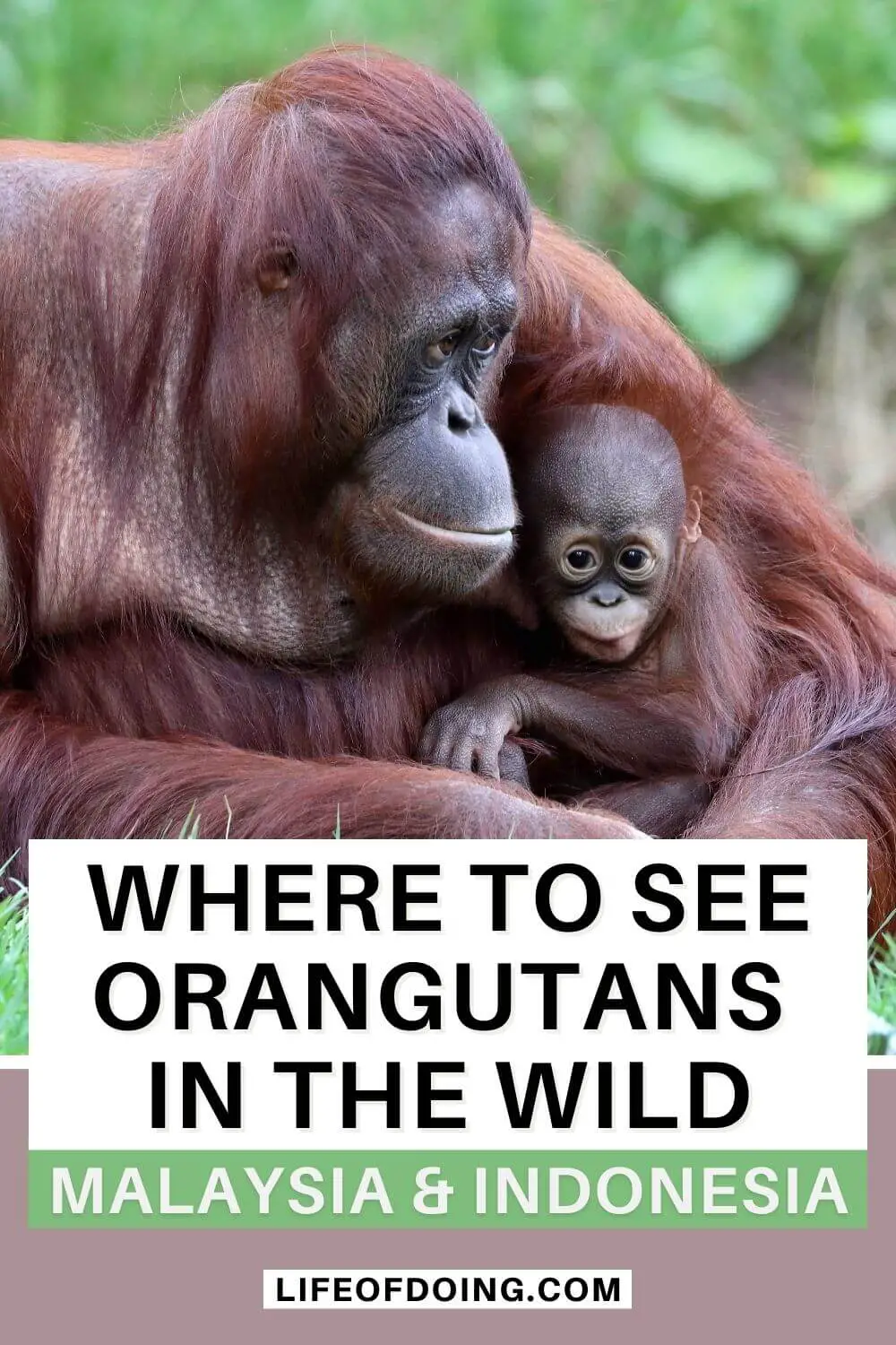 A mother orangutan holding a baby in the wild