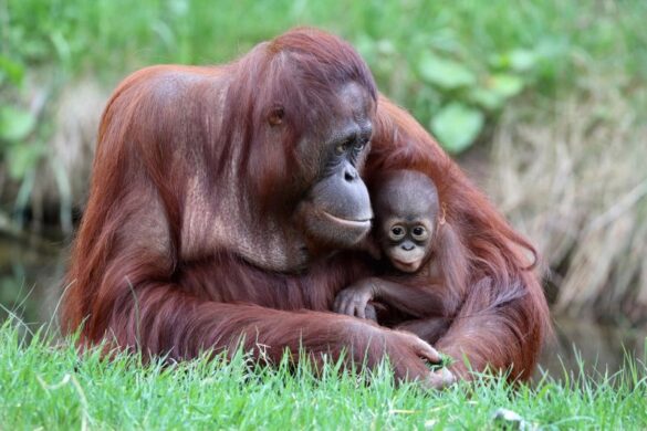 A mother orangutan holding a baby while sitting on the grass