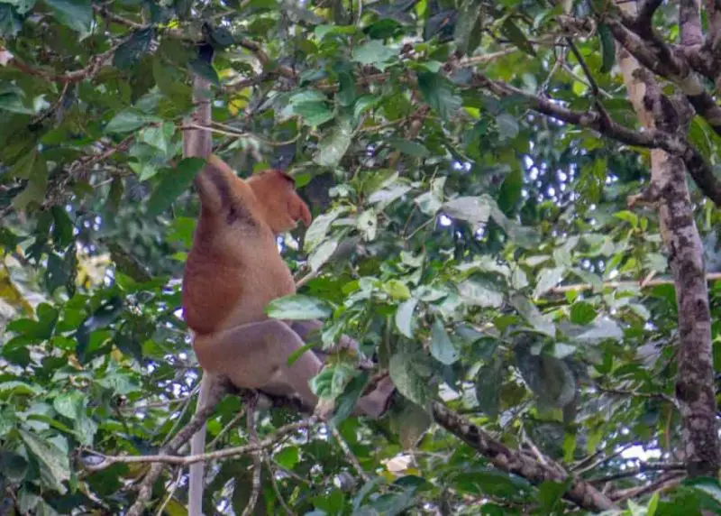 A reddish brown Proboscis monkey in the trees of Malaysia Borneo