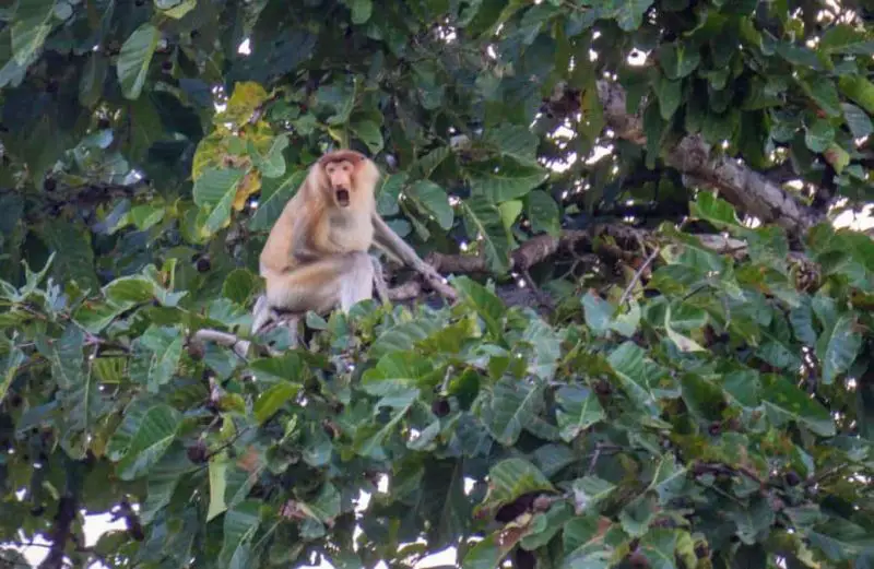 A golden Proboscis monkey in the trees in Malaysia Borneo
