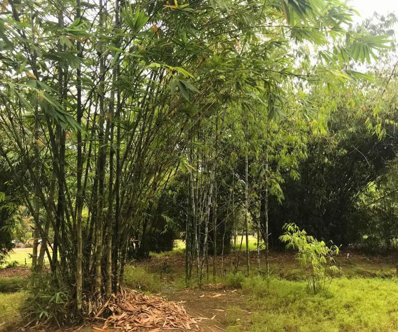 A small bamboo forest area at Singapore Botanic Garden