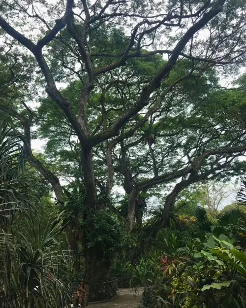 The Heritage Garden at Singapore Botanic Garden has many trees and plants to view.