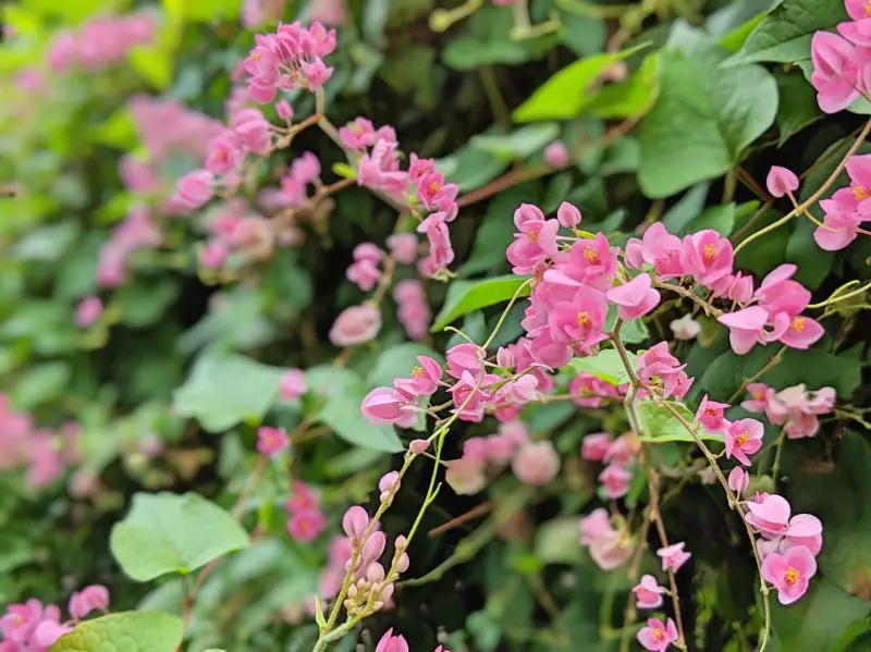 Pink flowers and vine-like leaves at Singapore Botanic Gardens