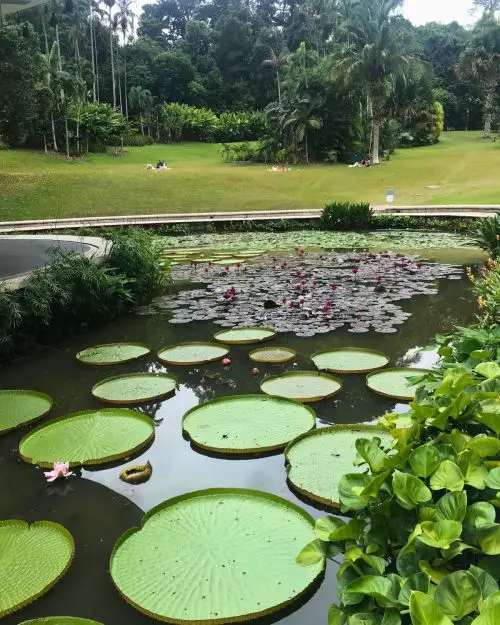 Over 10 lily pads of various sizes at Symphony Lake and Palm Valley at Singapore Botanic Gardens