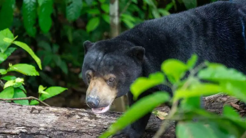 A black sun bear next to a fallen log at the Bornean Sun Bear Conservation Centre in Sabah, Malaysia