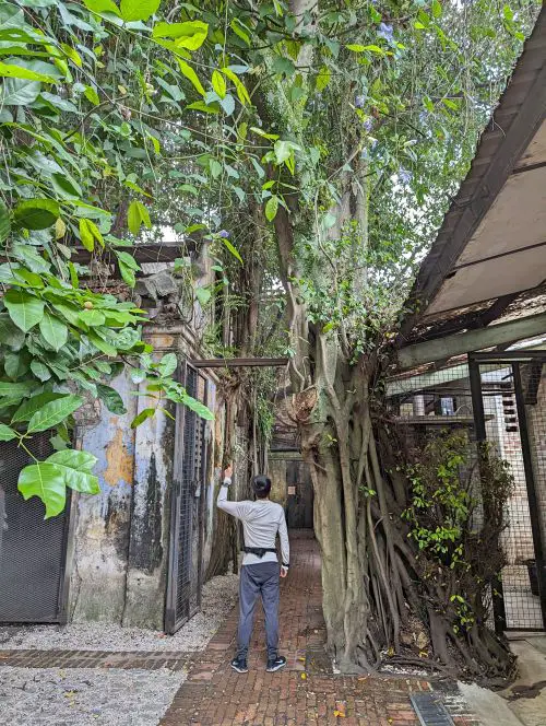 Justin Huynh, Life Of Doing, stands under a banyan tree at Kong Heng Square in Ipoh, Malaysia
