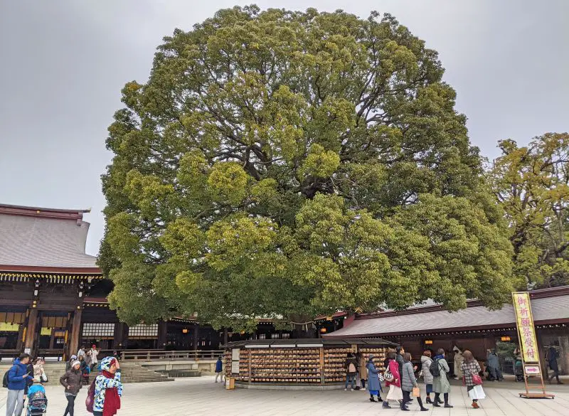 A tall tree covering the display of emas, wooden boards, at Meiji Shrine in Tokyo