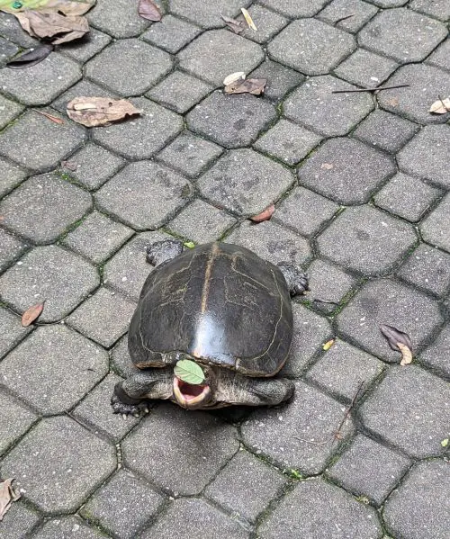 A tortoise with his mouth open and trying to get a leaf stuck on it's face at Sam Poh Tong Temple, Ipoh, Malaysia