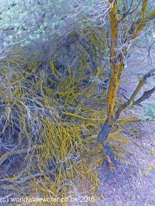 A tree that has yellow color due to absorbing nearby minerals at Wai-O-Tapu Thermal Wonderland
