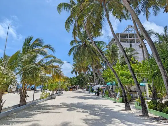 A sandy road with palm trees on both sides on Maafushi Island