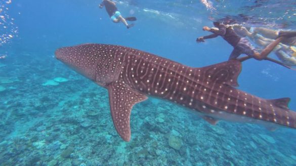 People snorkeling next to a whale shark in the Maldives
