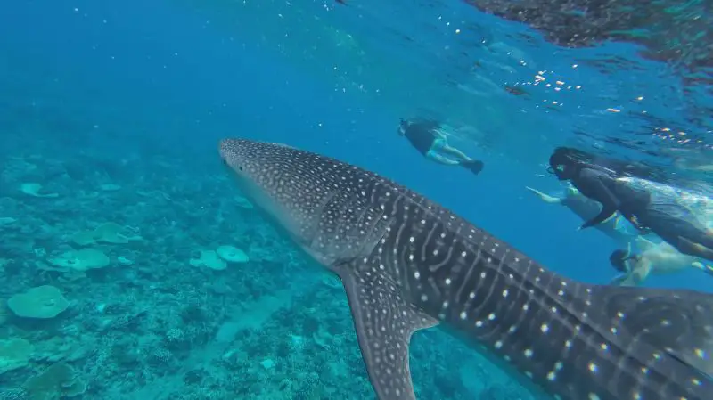 Whale Shark & Manta Rays Snorkeling Adventure - Maafushi, Maldives