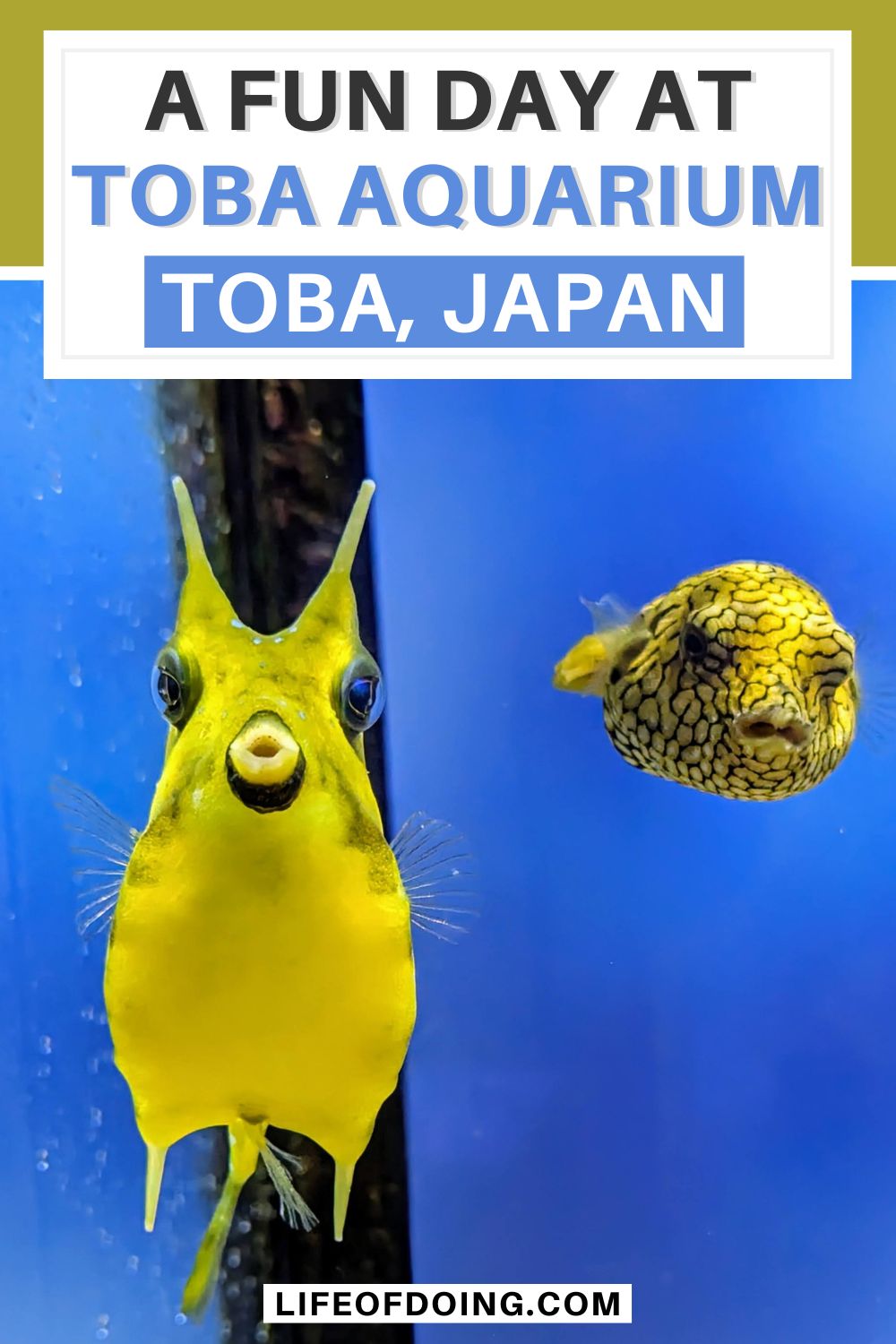 Two yellow fish swimming in a tank at Toba Aquarium in Toba, Japan