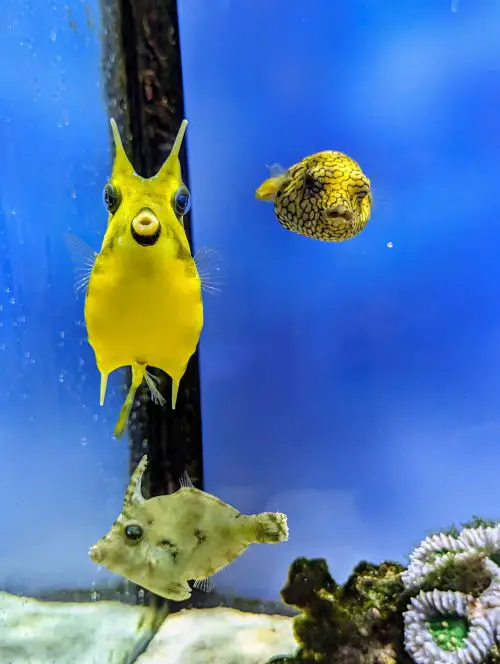 Three yellow fish swimming in a tank at Toba Aquarium