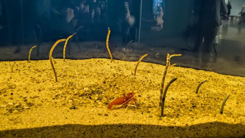 A red crayfish walking on the sand and over a dozen garden eels peeking out from the sand in a tank at Toba Aquarium