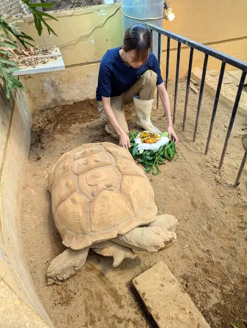 A caretaker preparing a spinach and vegetable salad for the giant tortoise at Toba Aquarium