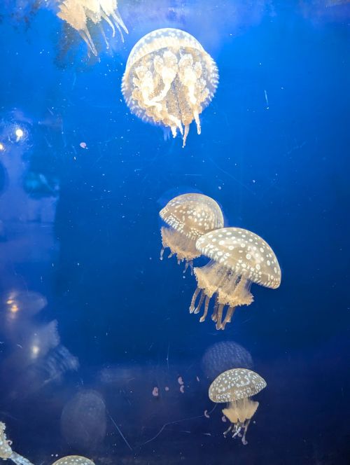 Jellyfish with spots in a tank at Toba Aquarium