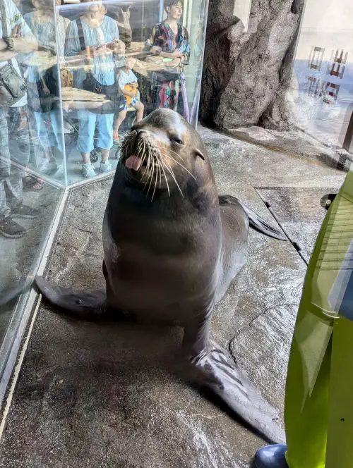 A sea lion sticking out its tongue at Toba Aquarium's Sea Lion Feeding Show