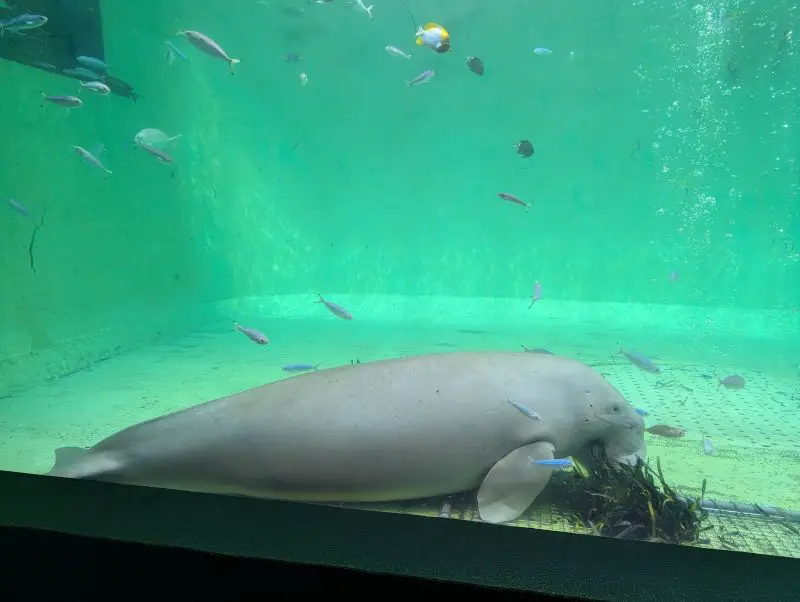 A grey dugong named Serena munching on the sea grass at Toba Aquarium