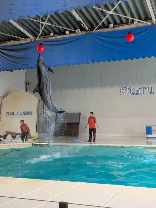 A dolphin swims out of the water to touch the red ball hanging on the ceiling at the Otaru Aquarium Dolphin Show