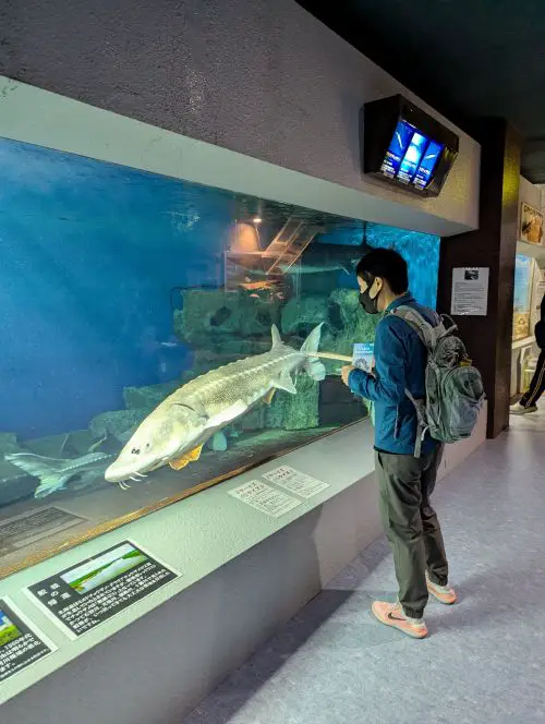 Jackie Szeto, Life Of Doing, looks at a fish in the Otaru Aquarium fish tank