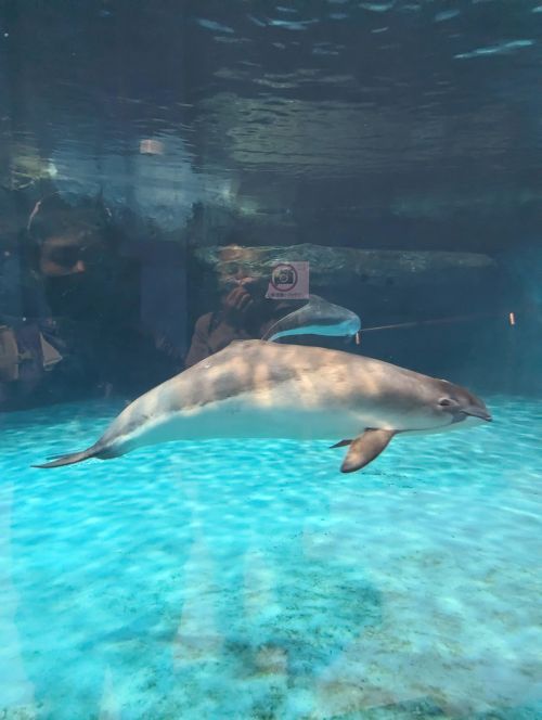 A harbor porpoise swims in the tank at the Otaru Aquarium