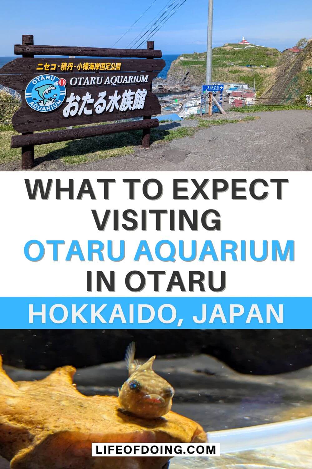 Top photo is a sign of Otaru Aquarium and a view of the coastline, bottom photo is a yellow lumpfish on a shell.